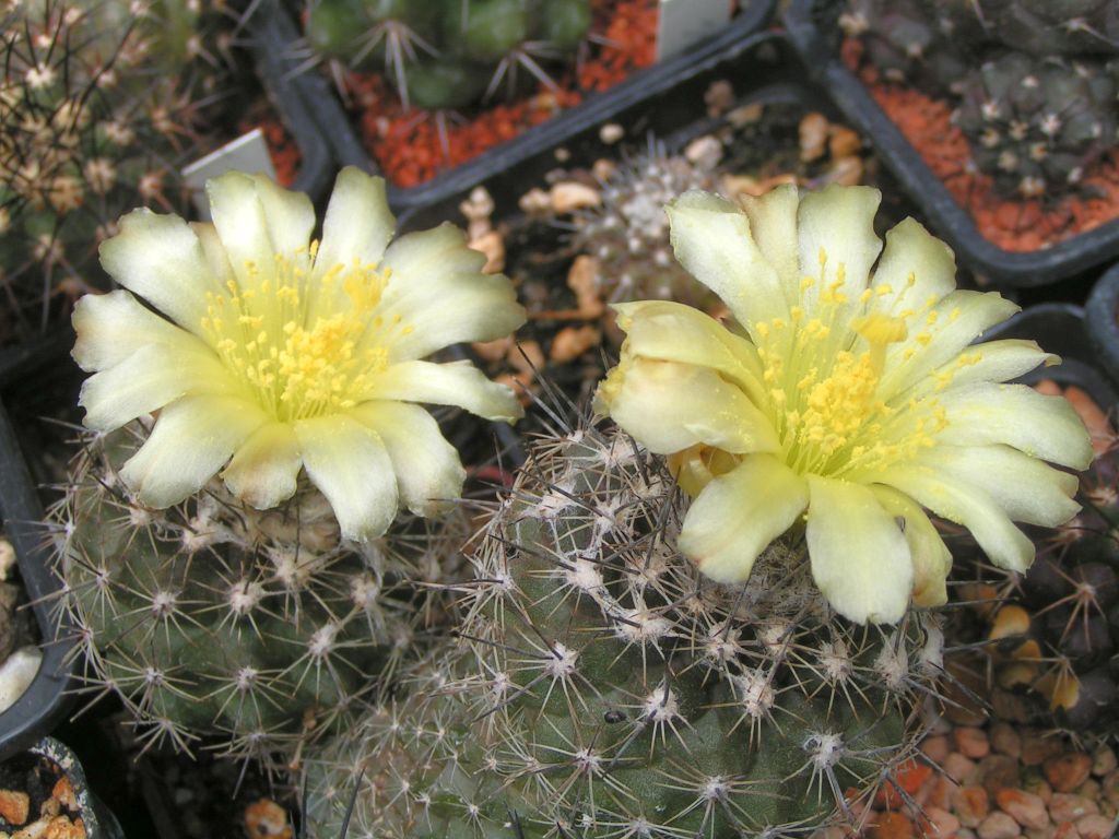 Copiapoa humilis